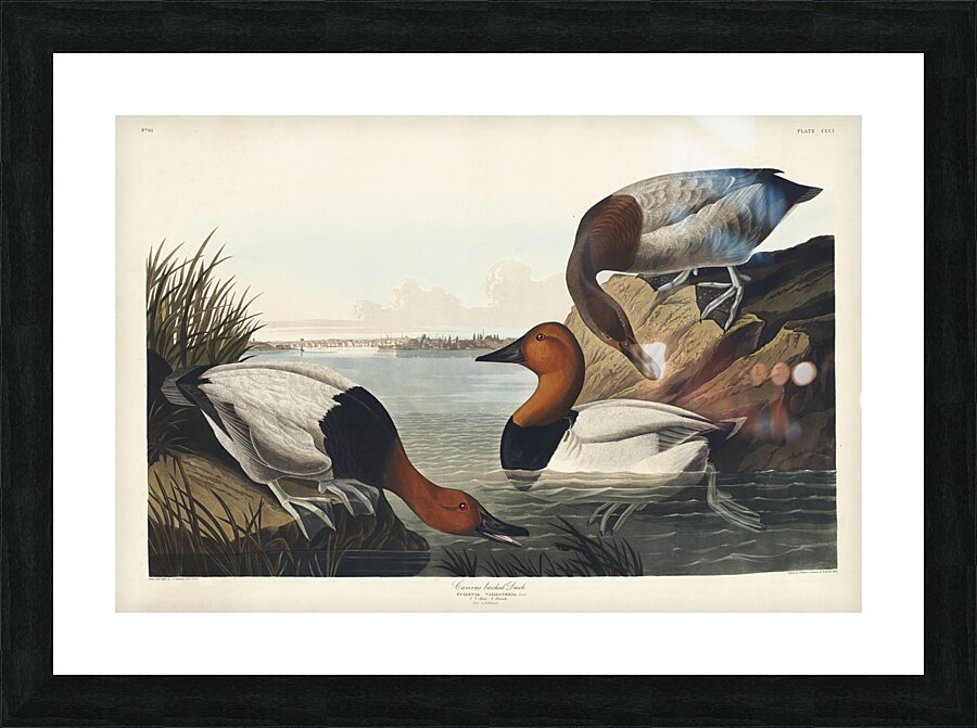 American Redstart Picture Frame print