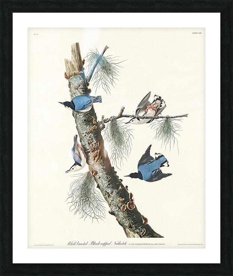 White-breasted Black-capped Nuthatch Picture Frame print