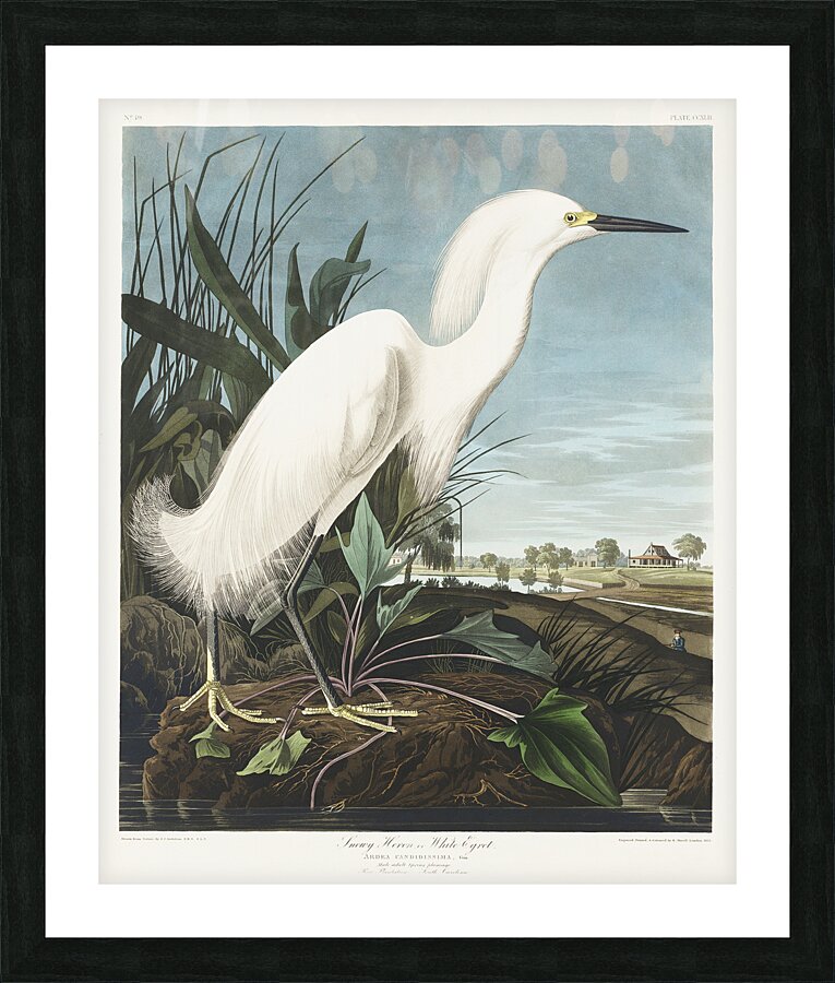 Snowy Heron or White Egret Picture Frame print