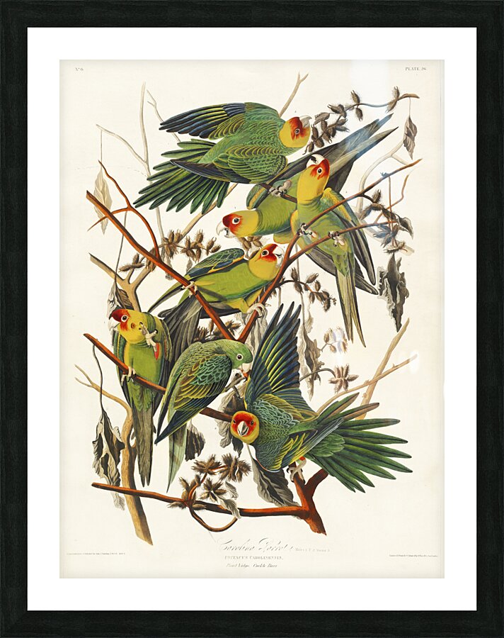 Carolina Parrot Picture Frame print