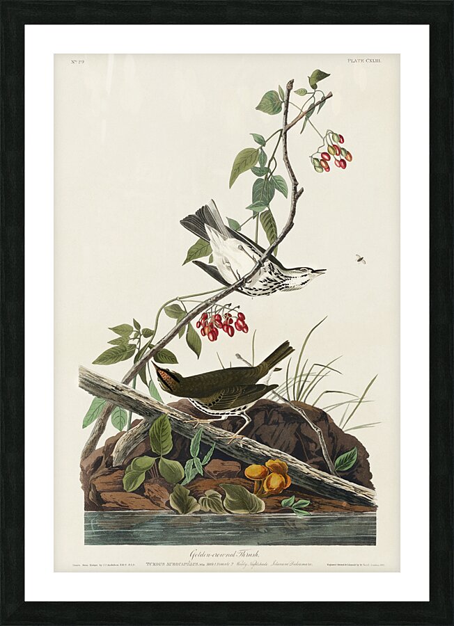 Golden-crowned Thrush Picture Frame print