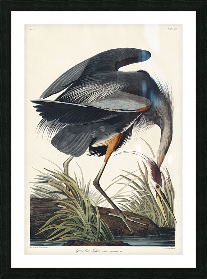 Golden-crowned Thrush Picture Frame print