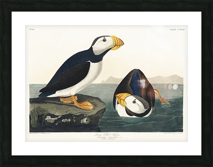 Large billed Puffin Picture Frame print