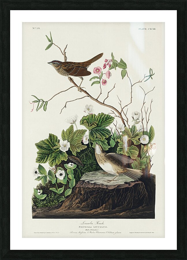 Lincoln Finch Picture Frame print
