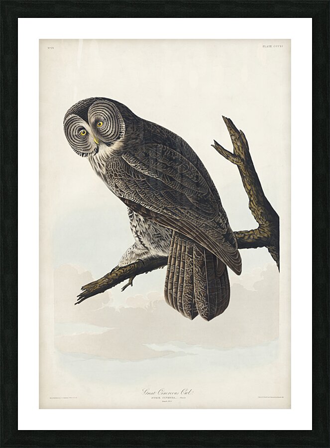 Great Cinereous Owl Picture Frame print