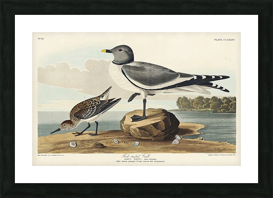 Fork-tailed Gull Picture Frame print