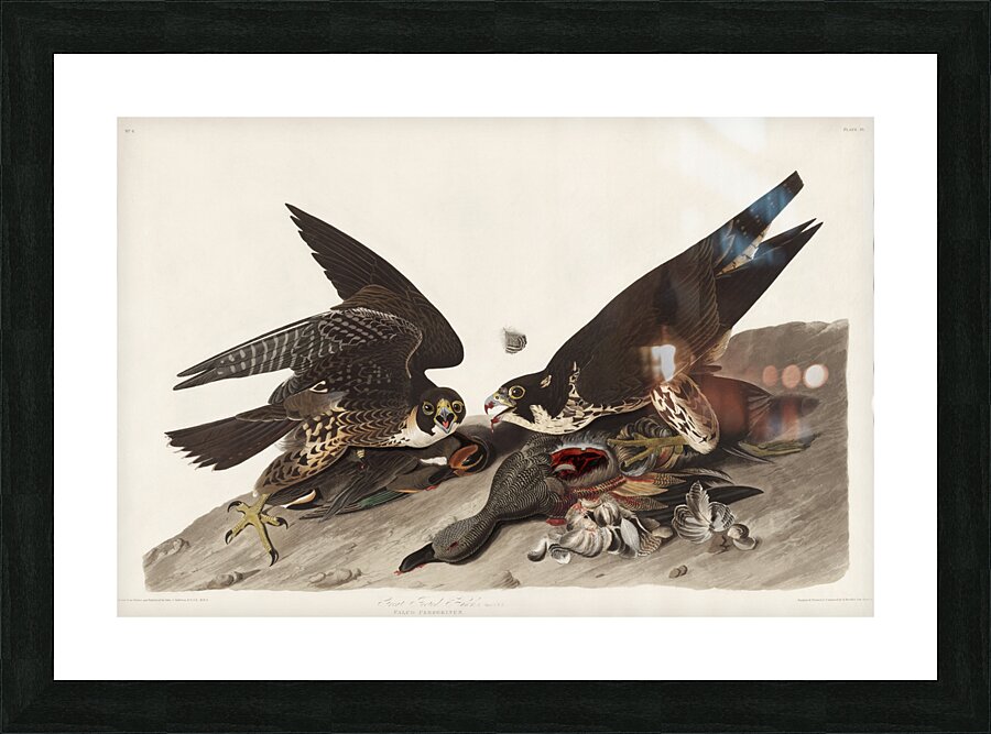Great Footed Hawk Picture Frame print