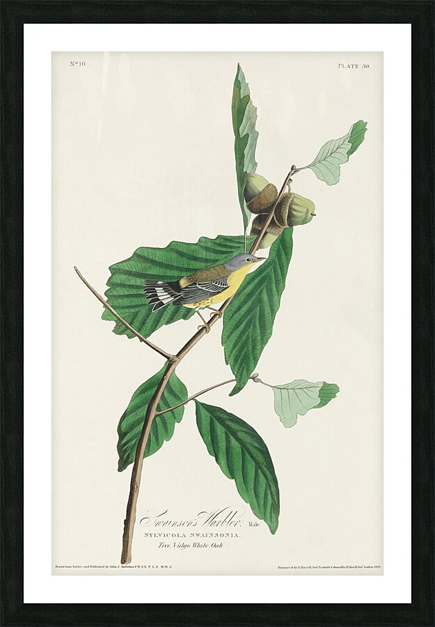 Black & Yellow Warbler Picture Frame print