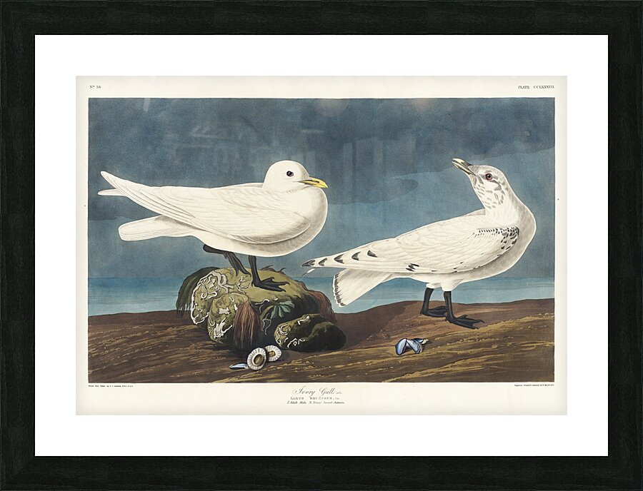 Ivory Gull Picture Frame print