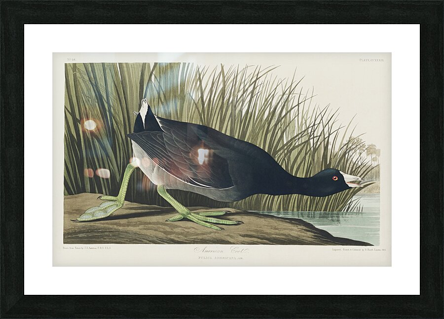 American Coot Picture Frame print