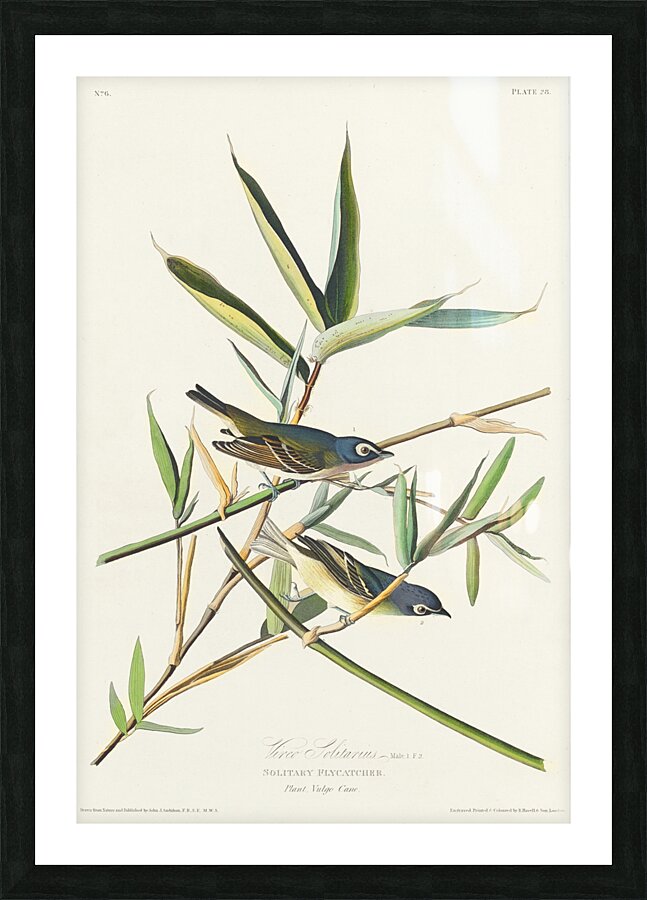 Vireo Solitarius Picture Frame print