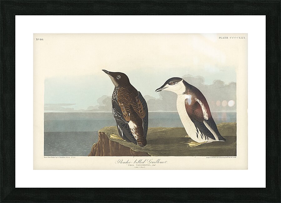 Slender-billed Guillemot Picture Frame print