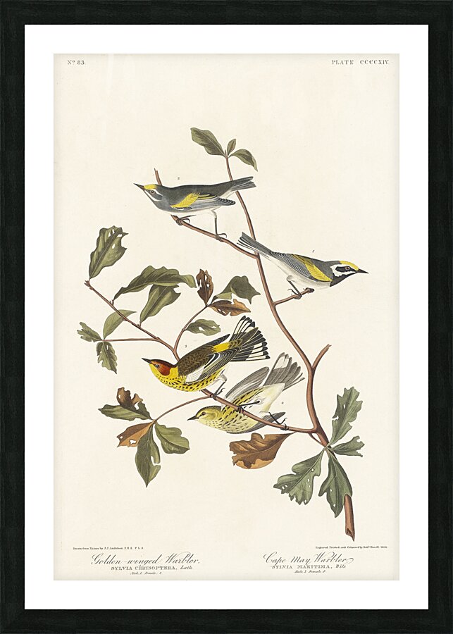 Golden-winged Warbler and Cape May Warbler Picture Frame print