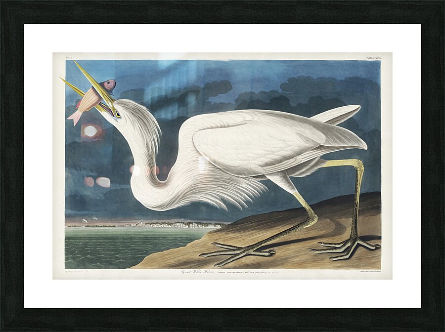 Great White Heron Picture Frame print