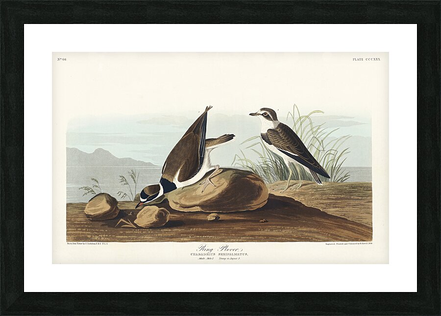 Ring Plover Picture Frame print