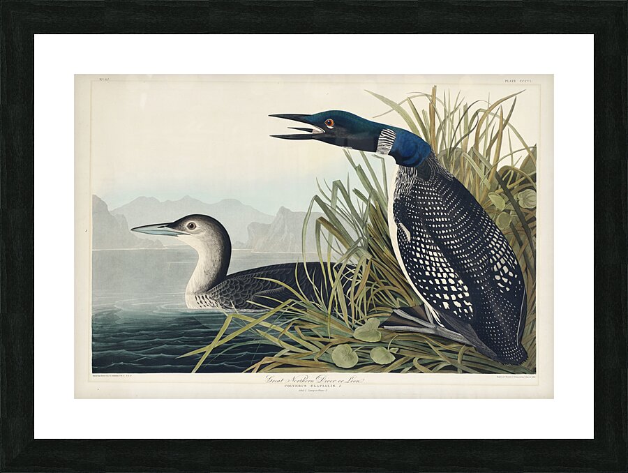 Great Northern Diver or Loon Picture Frame print