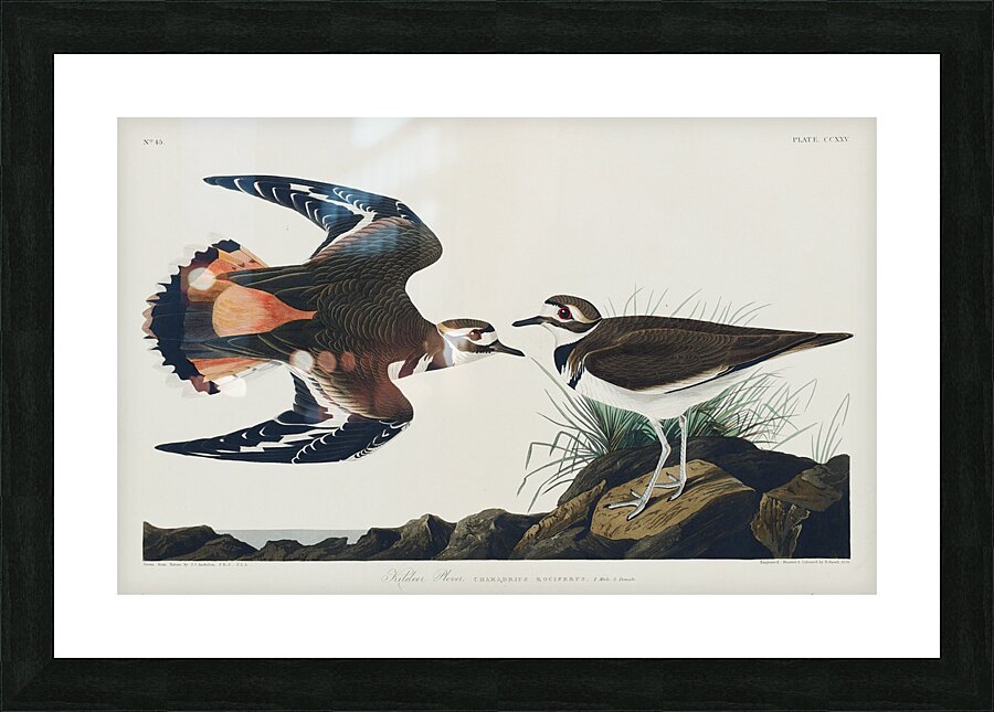 Kildeer Plover Picture Frame print