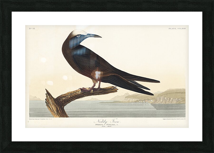 Noddy Tern Picture Frame print