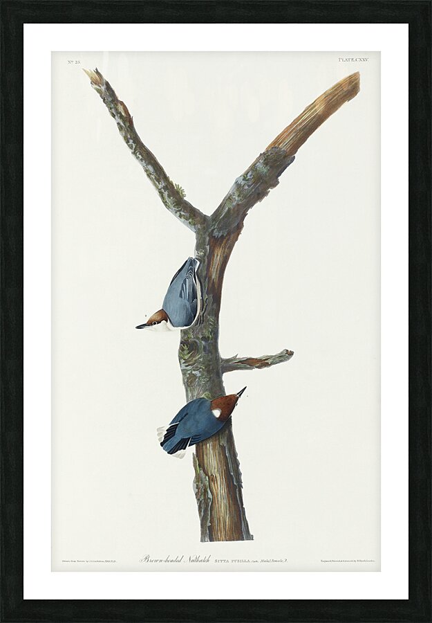 Brown-headed Nuthatch Picture Frame print