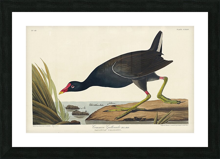 Common Gallinule Picture Frame print
