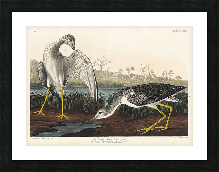 Tell-tale Godwit or Snipe Picture Frame print