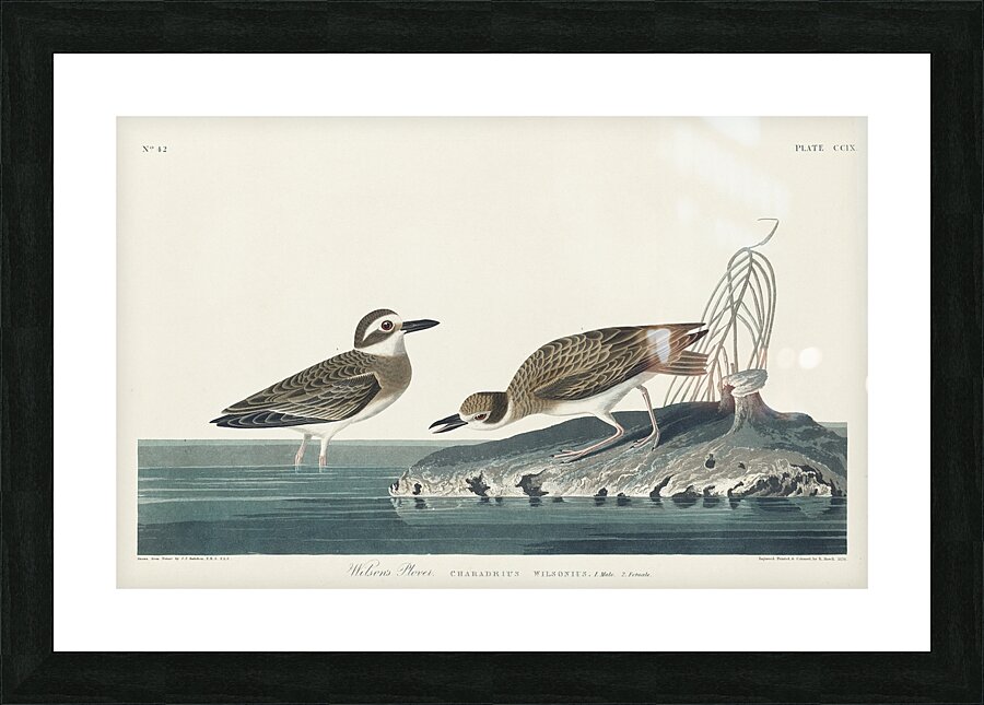 Wilsons Plover Picture Frame print