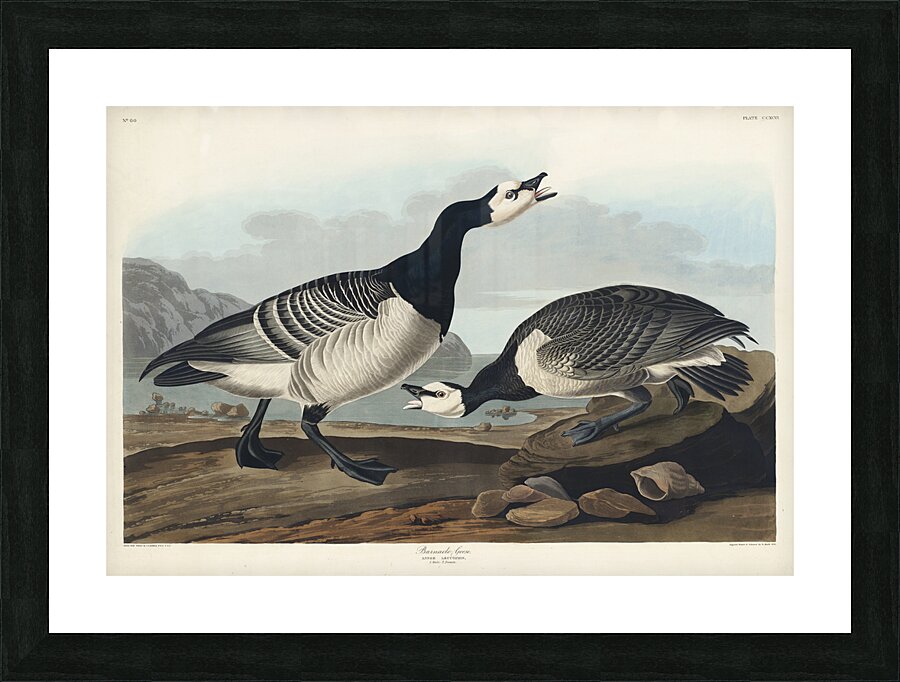 Barnacle Goose Picture Frame print