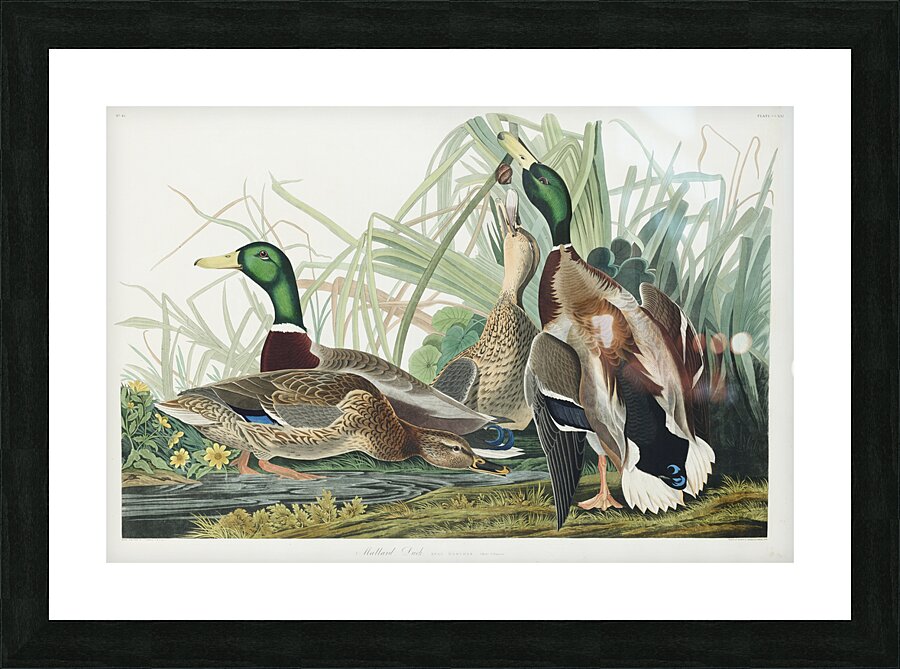 Mallard Duck Picture Frame print