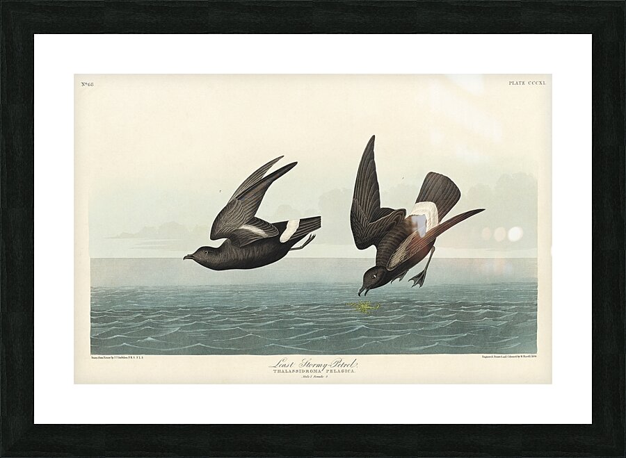 Least Stormy-Petrel Picture Frame print