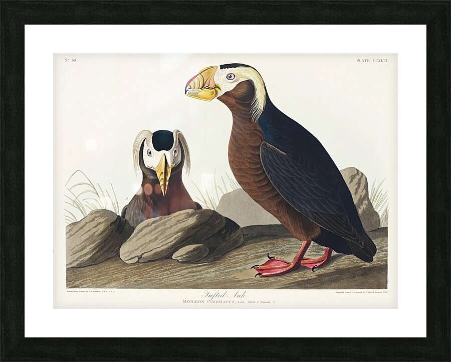 Tufted Auk Picture Frame print