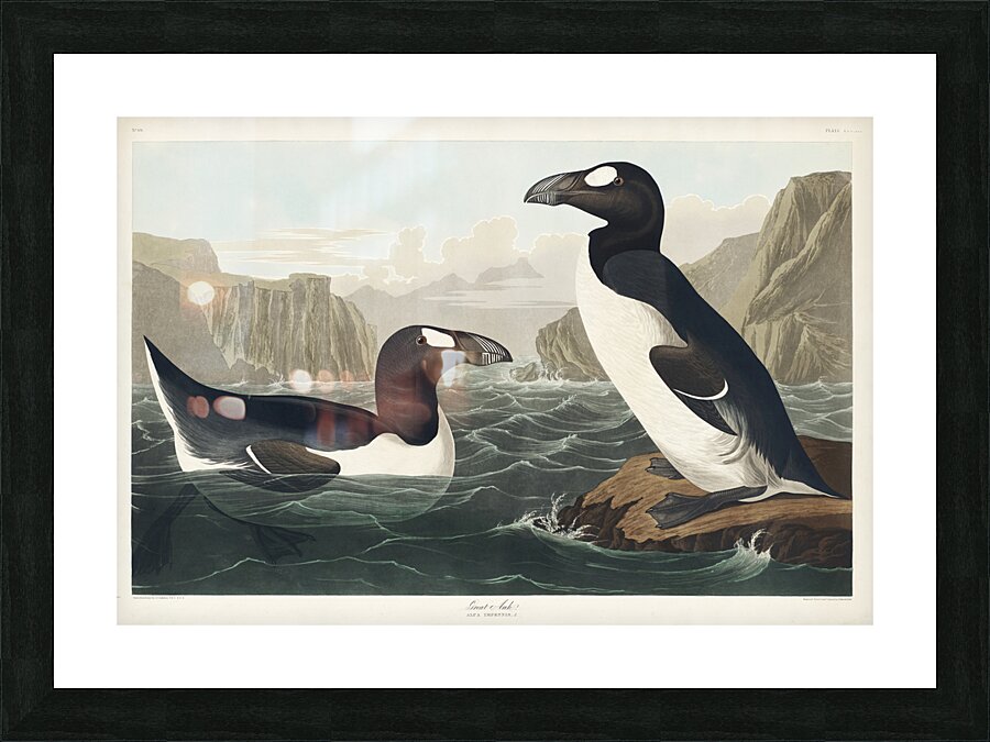 Great Auk Picture Frame print