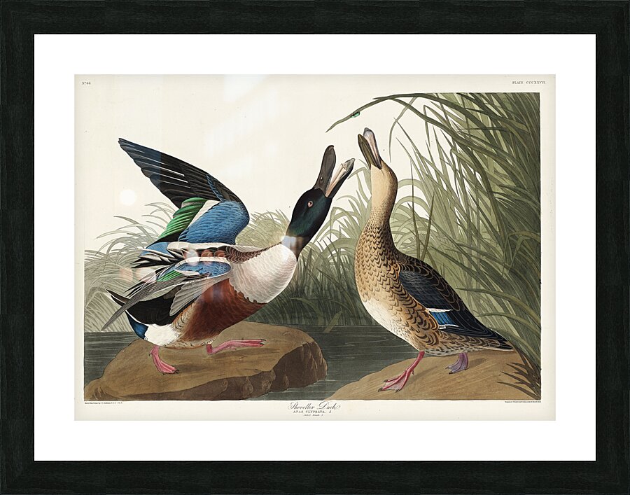 Shoveller Duck Picture Frame print