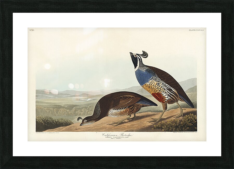 California Partridge Picture Frame print