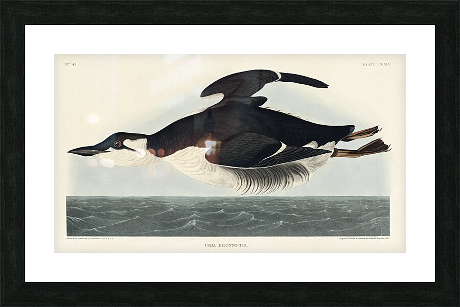 Uria Brunnichi Picture Frame print