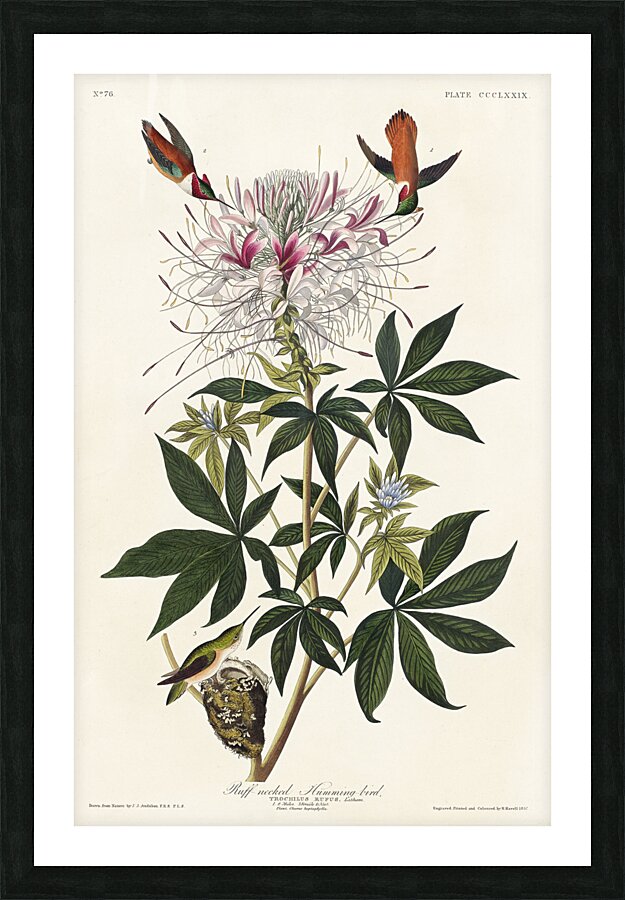 Ruff-necked Humming-bird Picture Frame print