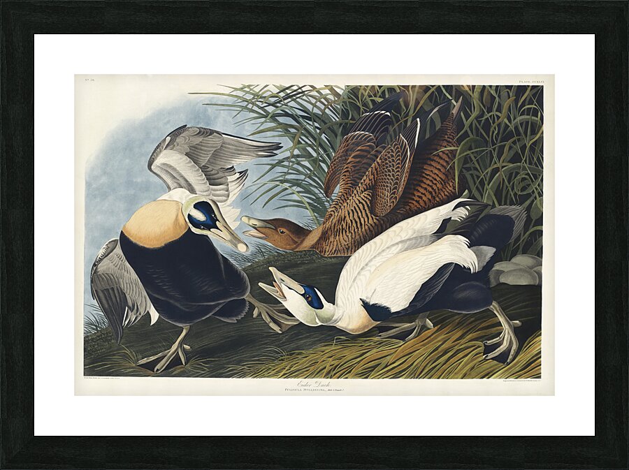Eider Duck Picture Frame print