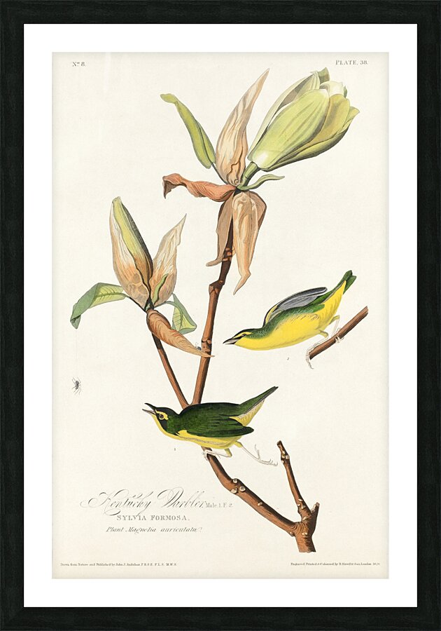 Kentucky Warbler Picture Frame print