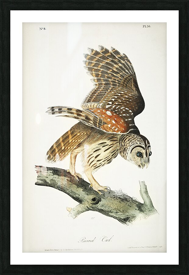 Barred Owl Picture Frame print