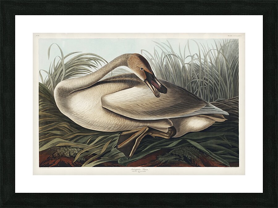 Trumpeter Swan Picture Frame print