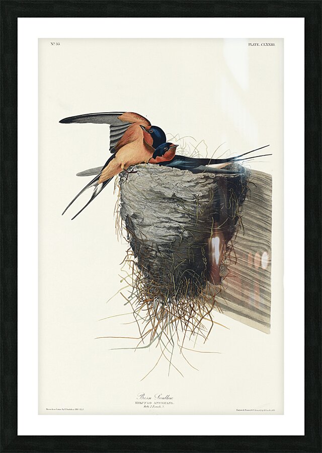 Barn Swallow Impression et Cadre photo