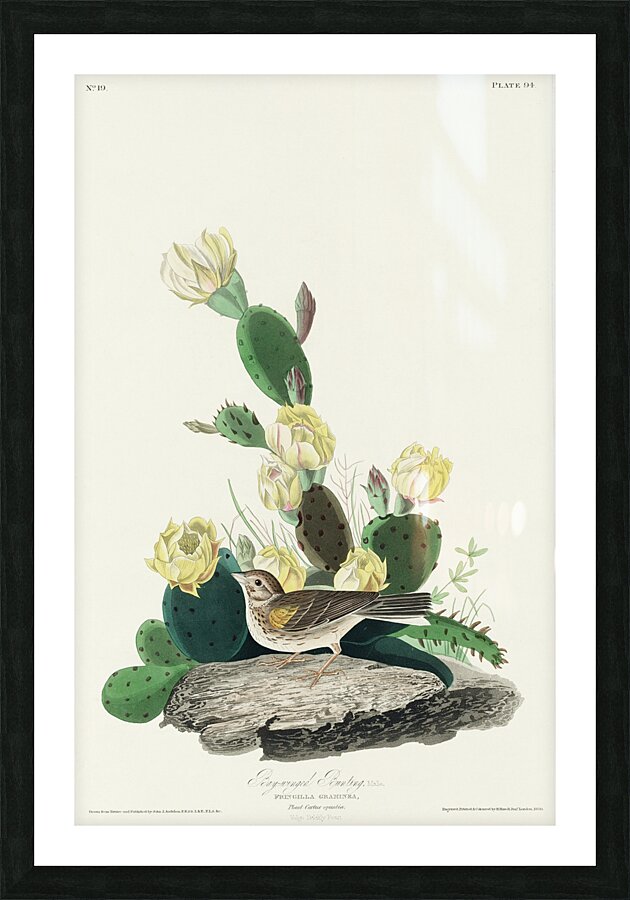 Grass Finch or Bay-winged Bunting Picture Frame print