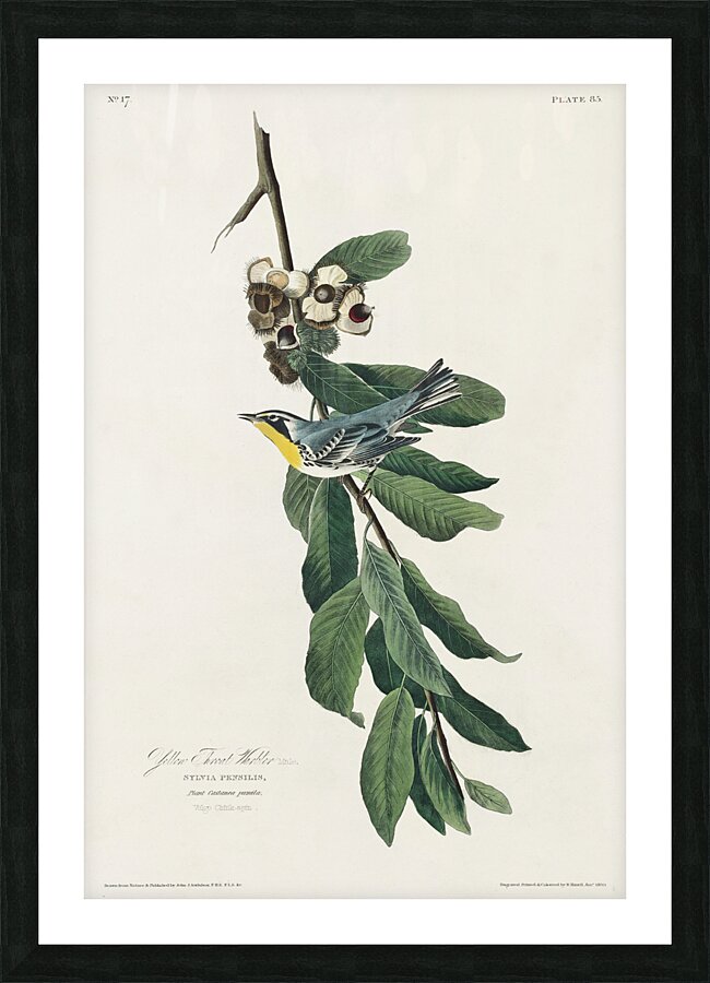 Yellow Throated Warbler Picture Frame print