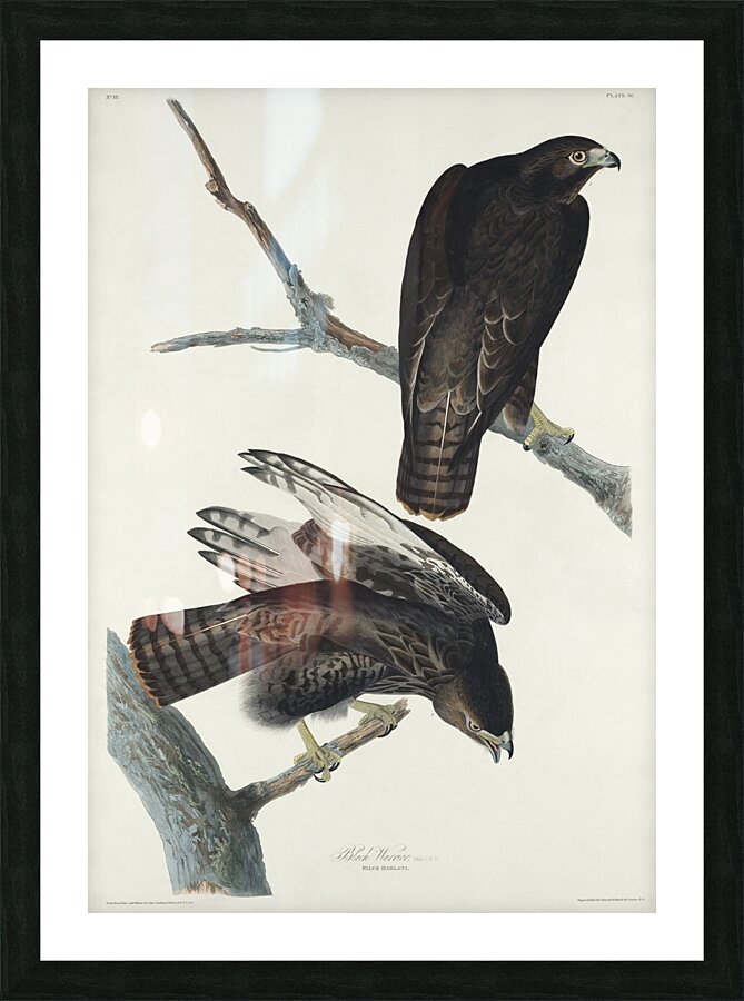 Black Warrior Picture Frame print