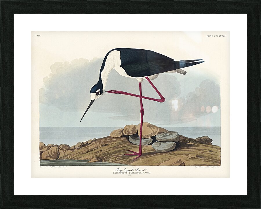Long-legged Avocet Picture Frame print