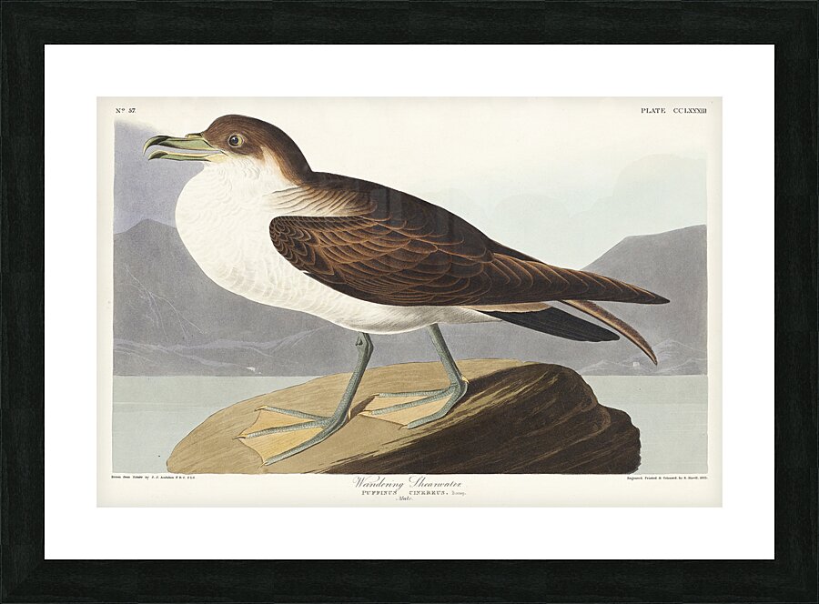 Wandering Shearwater Picture Frame print