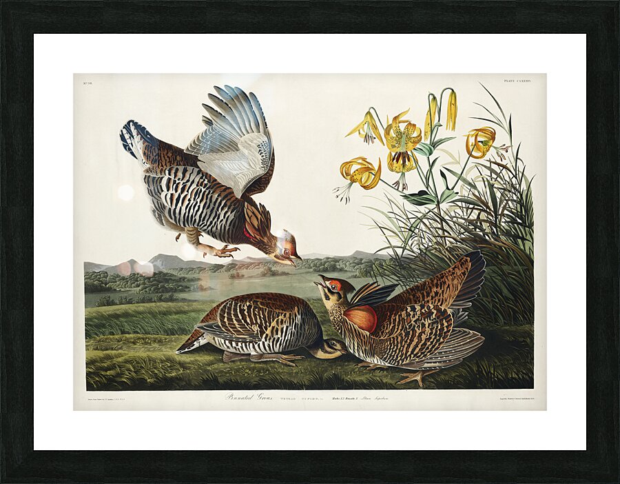 Wandering Shearwater Picture Frame print