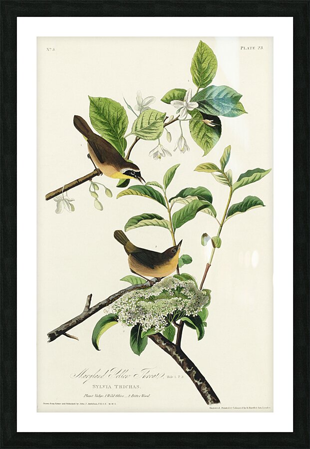 Wandering Shearwater Picture Frame print