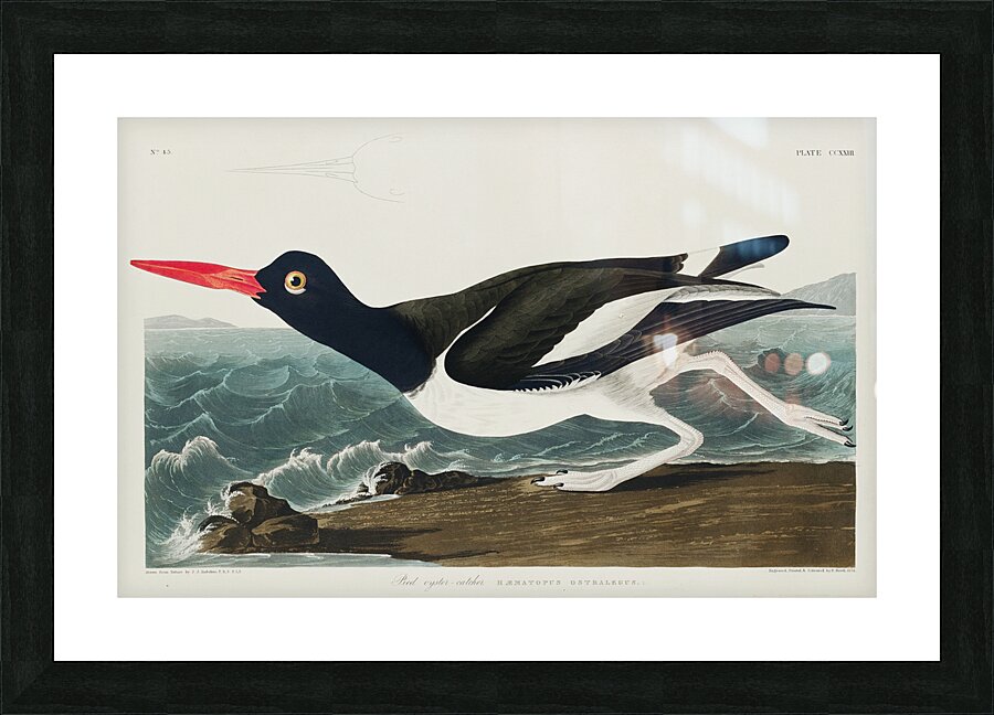 Wandering Shearwater Picture Frame print