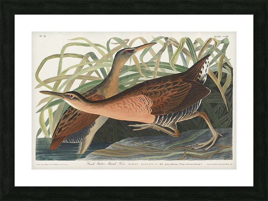 Fresh Water Marsh Hen Picture Frame print