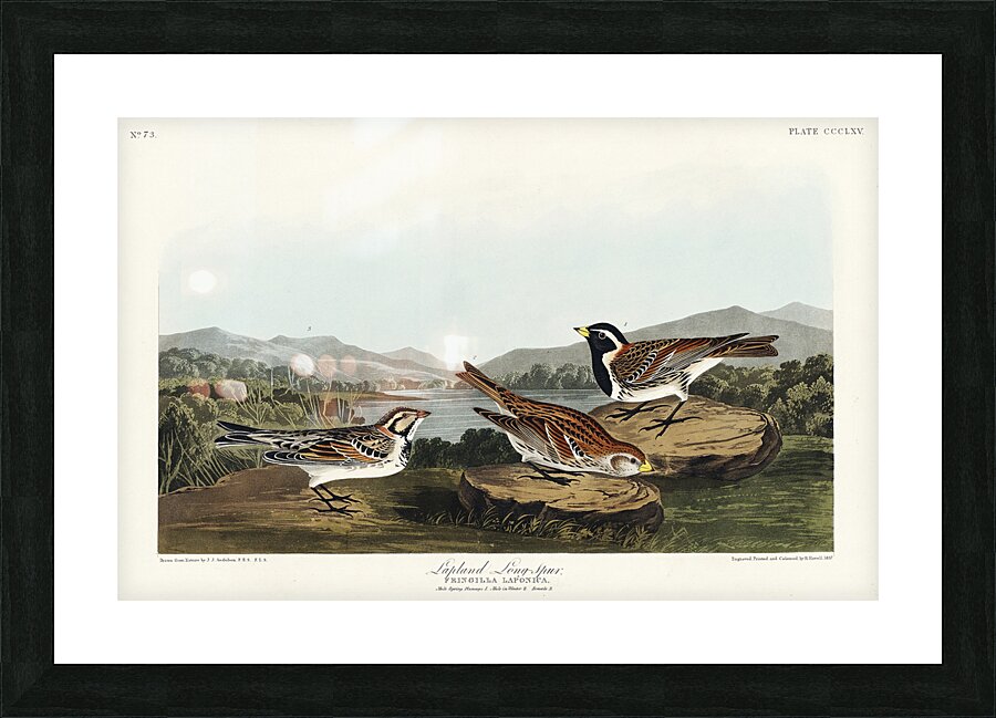 Lapland Long-spur Picture Frame print